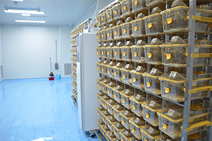 SPF Level animal room